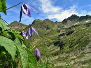 33 Clematide alpina (Clematis alpina) con vista verso Cima Cadelle a dx